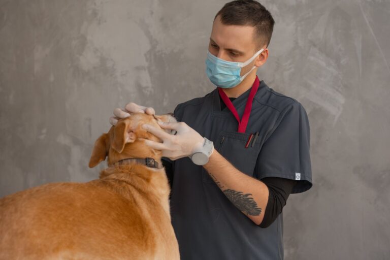 How do pet insurance reimbursements work?