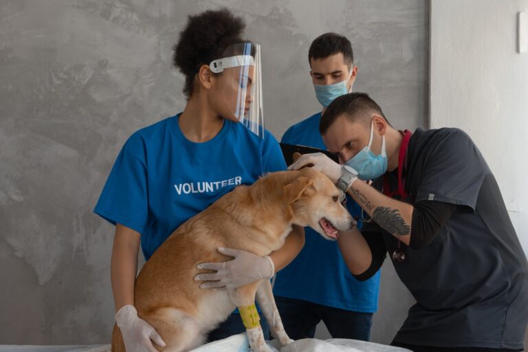 Is pet insurance worth it?